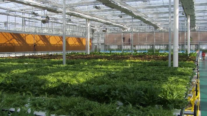 冬季大棚怎样通风