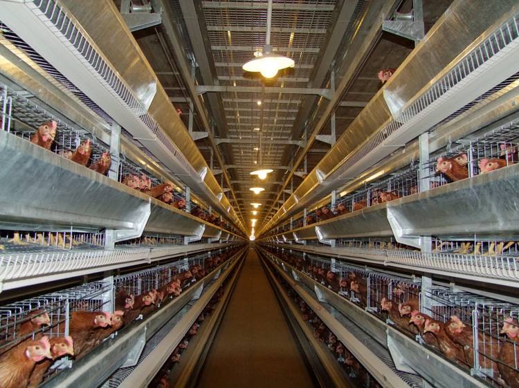 鸡舍冬天通风 鸡舍冬天通风